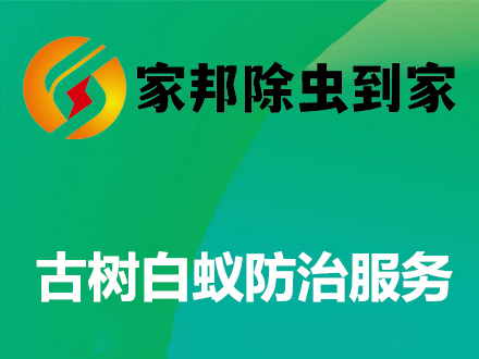 古树白蚁防治