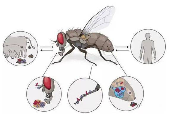 家蝇危害大揭秘：如何有效防治家蝇传播疾病与繁殖问题