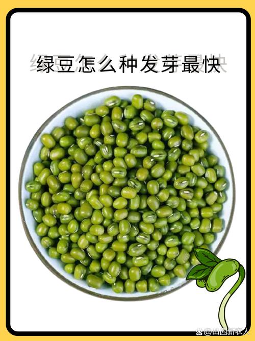 Mung Bean Weeworms的发生和预防 - 如何生长绿豆孔 - 绿豆种植技术 - 迈向农业批发网络