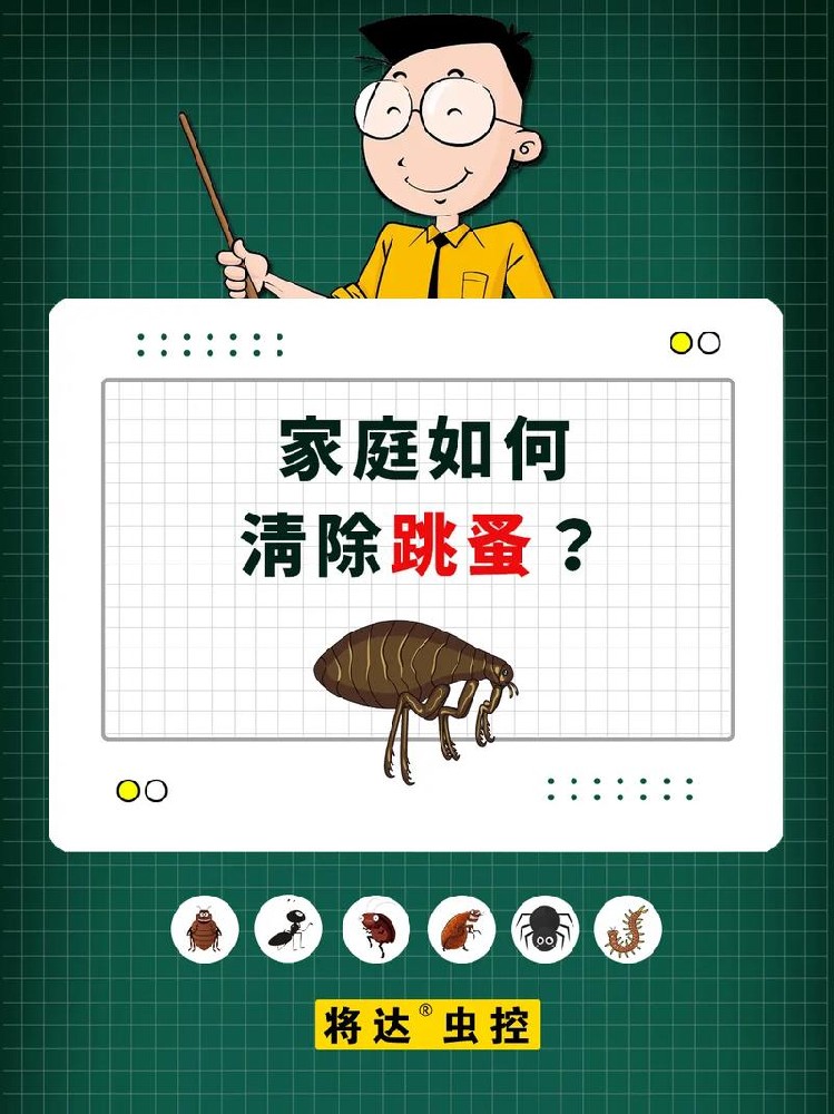 如何有效控制家中蚤蝇？掌握习性及防治方法保障健康